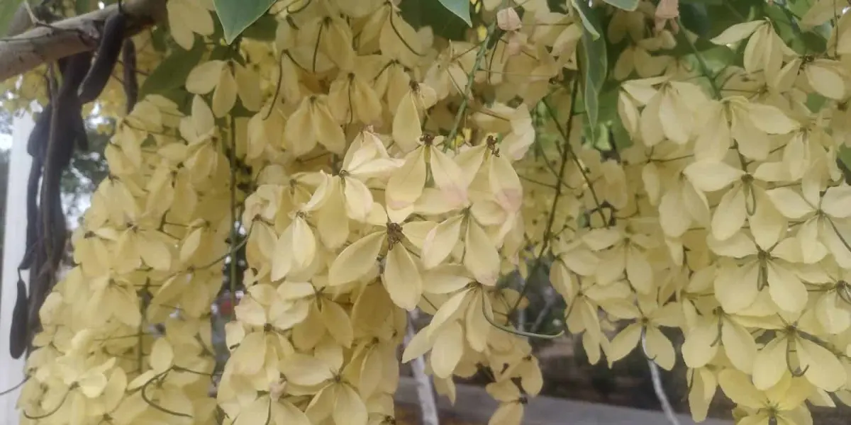 La lluvia de oro y los tabachines rojos y amarillos dan belleza al camellón del bulevard Las Torres en el Sector Barrancos de Culiacán.