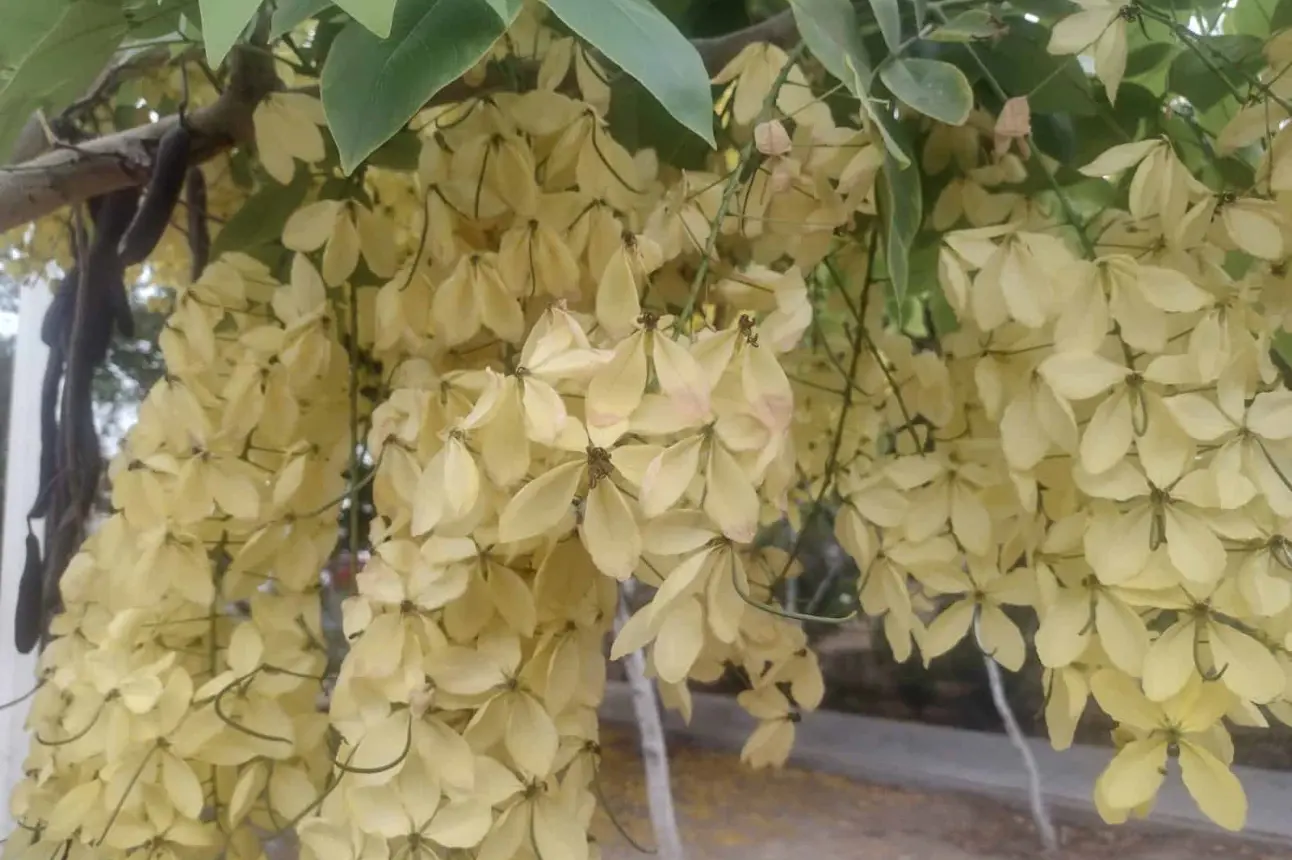 La lluvia de oro y los tabachines rojos y amarillos dan belleza al camellón del bulevard Las Torres en el Sector Barrancos de Culiacán.