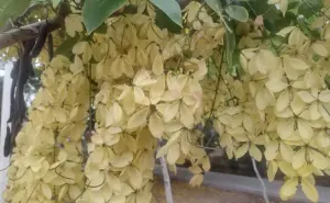 Tabachines y Lluvia de Oro embellecen los camellones de Culiacán