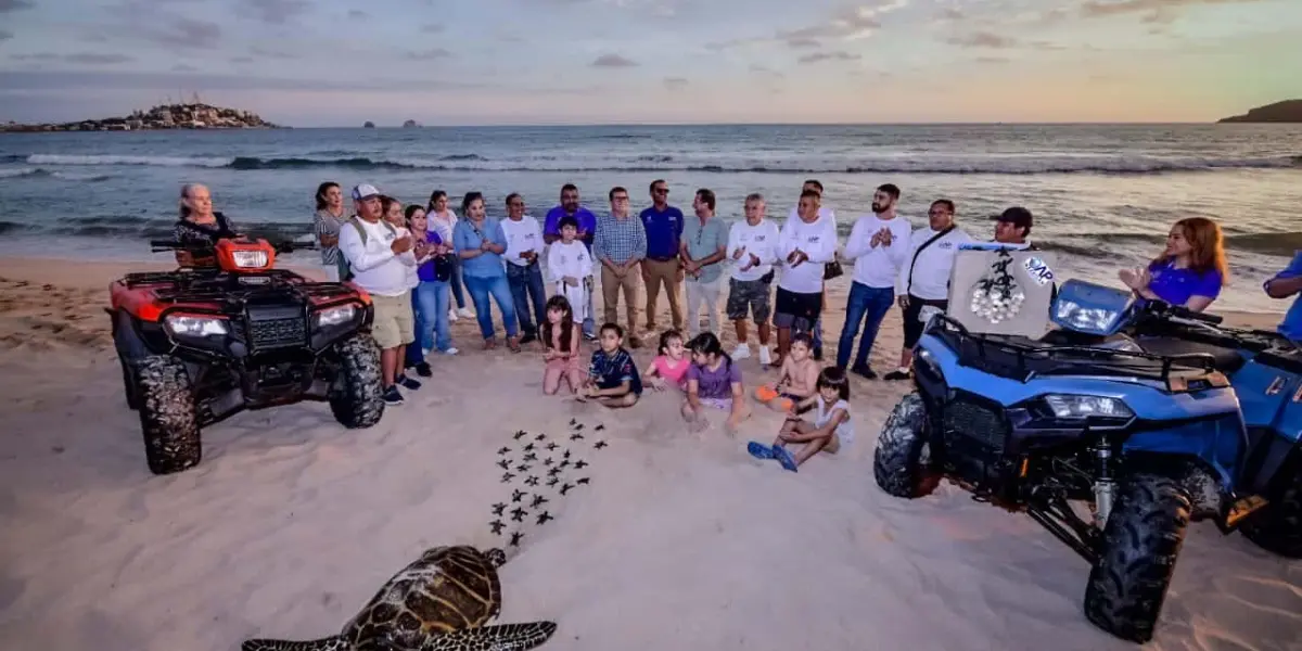 Así protege Mazatlán a sus tortugas marinas que están en peligro de extinción.