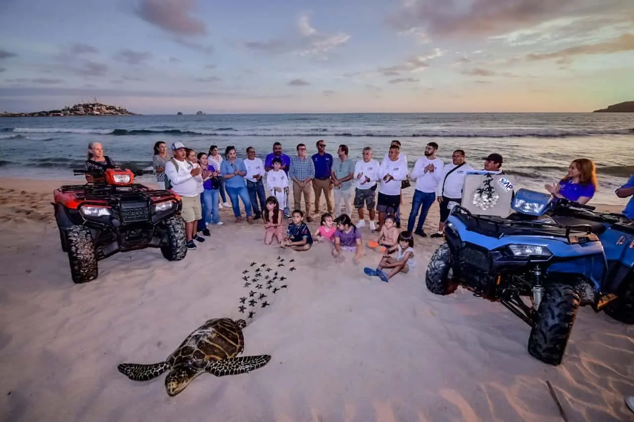 Así protege Mazatlán a sus tortugas marinas que están en peligro de extinción.