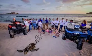 Así protege Mazatlán a sus tortugas marinas que están en peligro de extinción