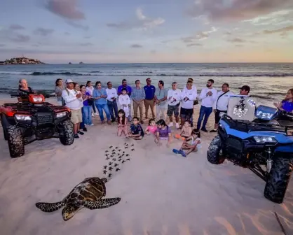 Así protege Mazatlán a sus tortugas marinas que están en peligro de extinción