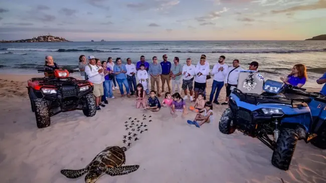 Así protege Mazatlán a sus tortugas marinas que están en peligro de extinción.