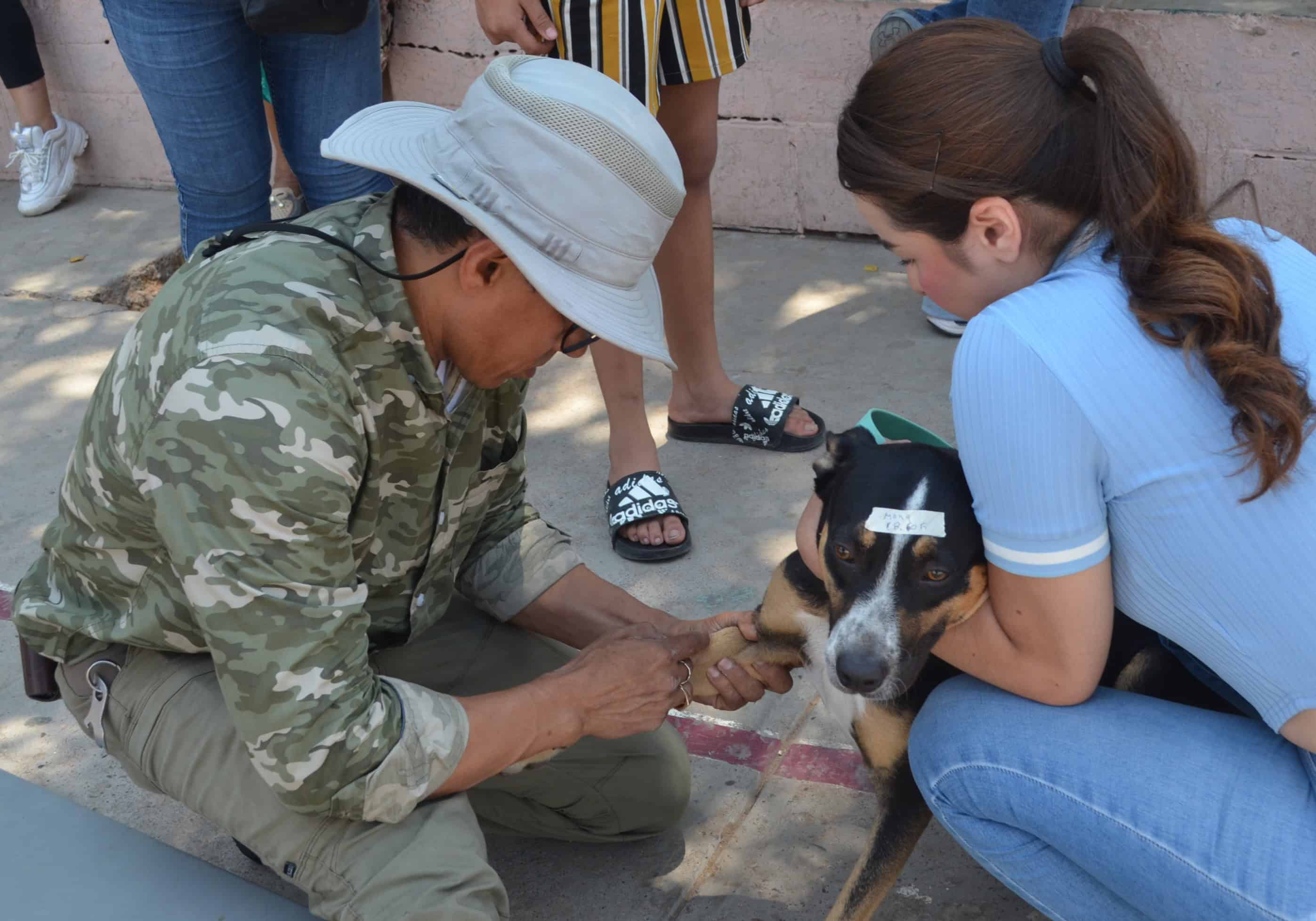 Exitosa jornada de esterilización de perros 