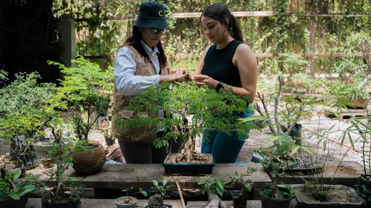 Regalarán árboles en el Jardín Botánico de Culiacán; entérate cuando y horarios.