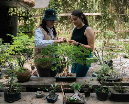 Regalarán árboles en el Jardín Botánico de Culiacán; entérate cuando y horarios