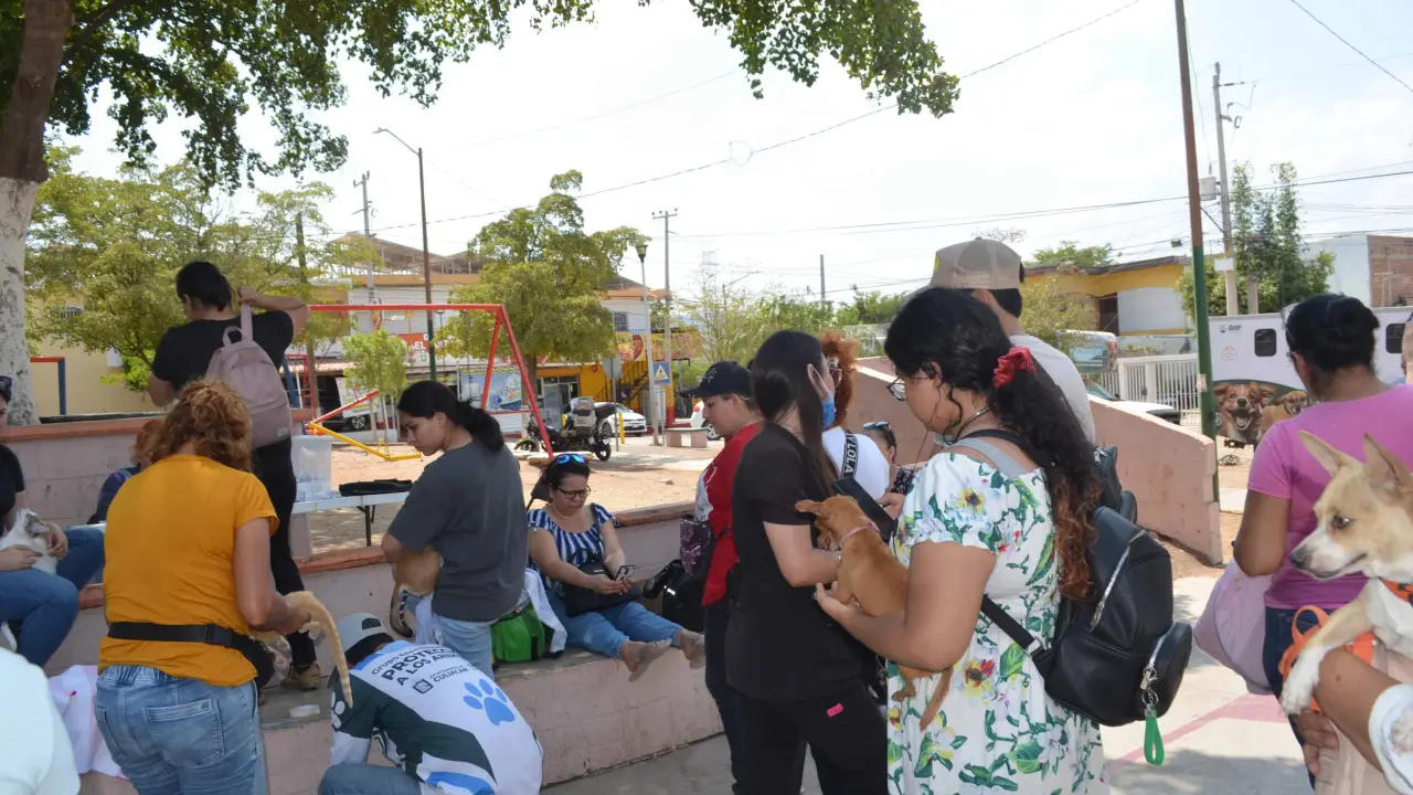 La esterilización o castración de perros y gatos disminuye el riesgo de enfermedades graves como infecciones uterinas y cáncer testicular. Foto: Juan Madrigal