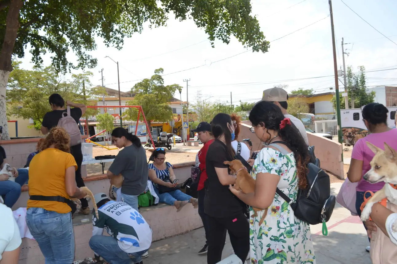 La esterilización o castración de perros y gatos disminuye el riesgo de enfermedades graves como infecciones uterinas y cáncer testicular. Foto: Juan Madrigal