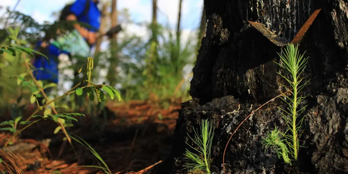 Plantarán 10 millones de árboles en Michoacán.