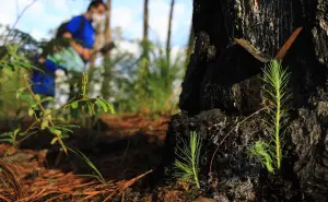 Ambición Ecológica: Michoacán plantará 10 millones de árboles