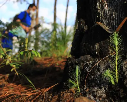 Ambición Ecológica: Michoacán plantará 10 millones de árboles