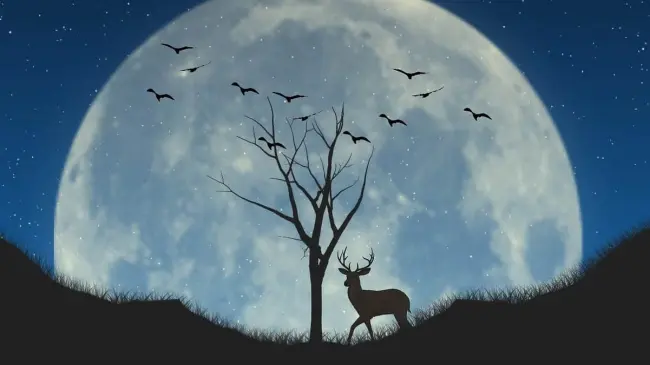 No te pierdas la Luna de Ciervo, un esperado evento astronómico. Foto: Pixabay