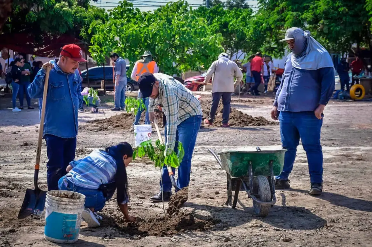 Plantan diversos árboles en Mazatlán.