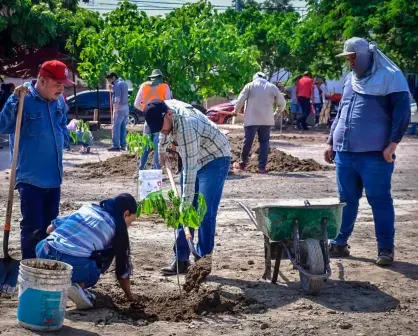 Por el Día del Árbol, Mazatlán está plantando amapas tecomates, mautes y guayacanes