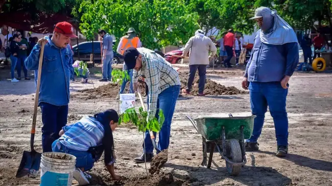 Plantan diversos árboles en Mazatlán.