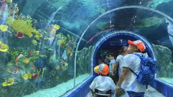 Acuario Michin CDMX; horarios, costos y cómo llegar