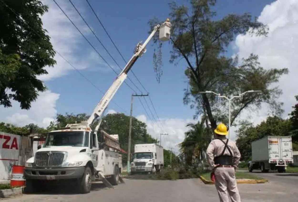 Poda de árboles para evitar fallas en suministro eléctrico