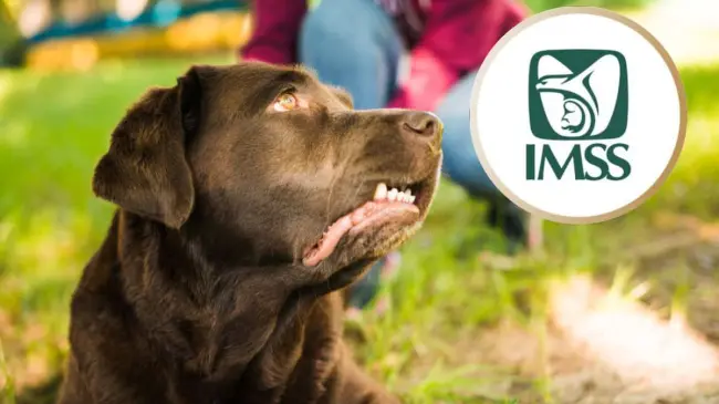 El IMSS ha advertido sobre las enfermedades provocadas por la zoonosis.