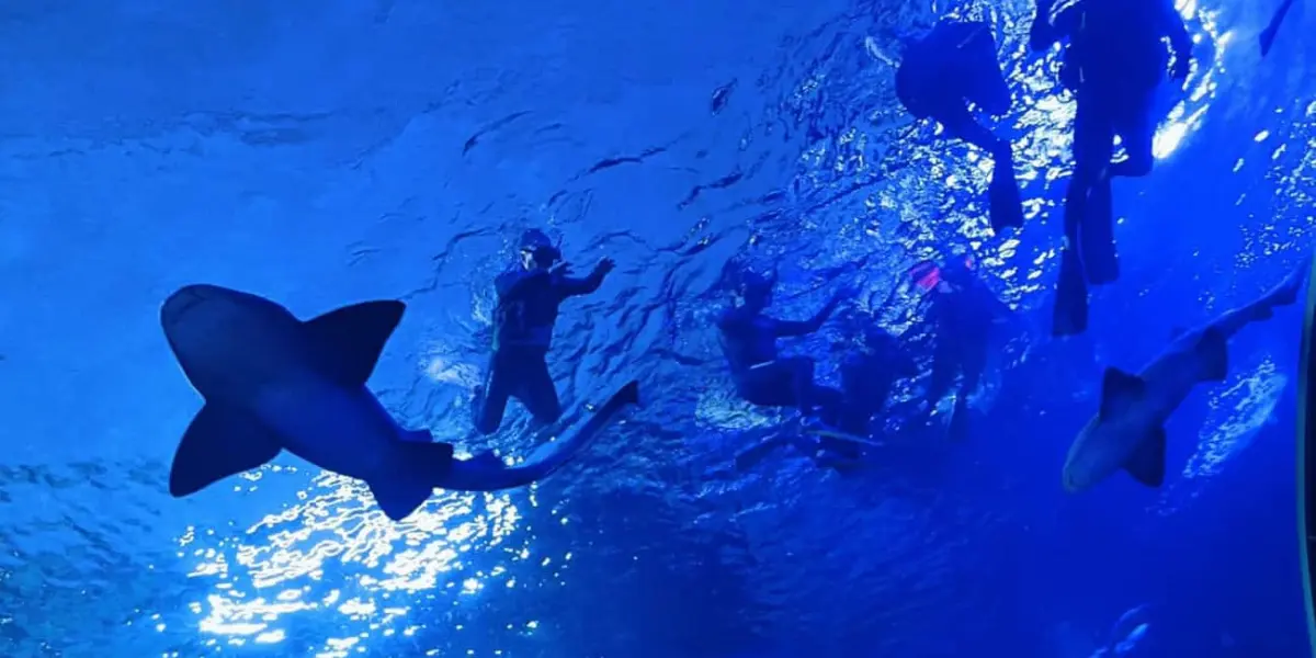 Gran Acuario Mar de Cortés en Mazatlán.