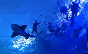 ¡Ya es posible! Cuánto cuesta nadar con tiburones en el Gran Acuario Mar de Cortés en Mazatlán