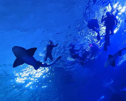 ¡Ya es posible! Cuánto cuesta nadar con tiburones en el Gran Acuario Mar de Cortés en Mazatlán