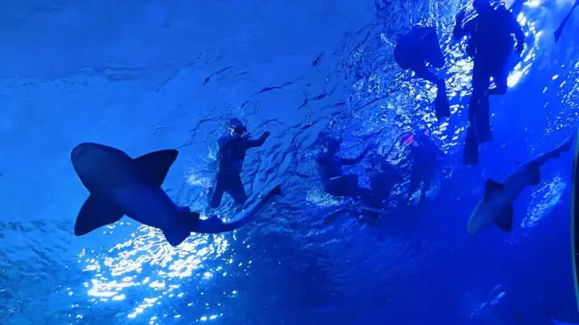 Gran Acuario Mar de Cortés en Mazatlán.