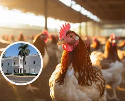 Ayuntamiento de Culiacán ofrece paquetes de gallinas; cómo conseguirlos
