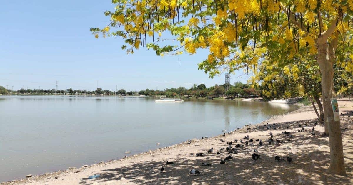 Laguna del Náinari, un oasis en Obregón