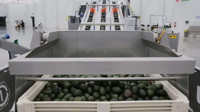 Michoacán, primer lugar nacional en exportaciones agrícolas