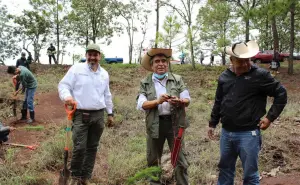 Plantarán 10 mil árboles en Área Natural Protegida Mesa de Tzitzio