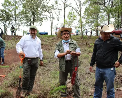 Plantarán 10 mil árboles en Área Natural Protegida Mesa de Tzitzio