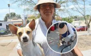 La perrita “Werita” encontró un hogar lleno de amor tras ser abandonada y atropellada en Culiacán