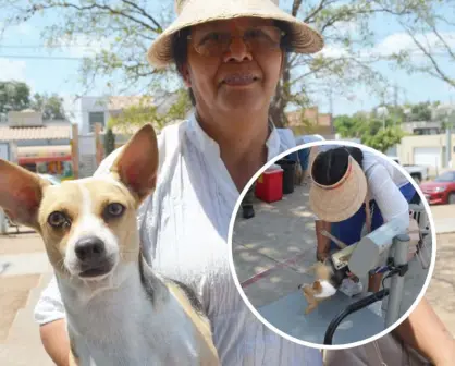 La perrita "Werita" encontró un hogar lleno de amor tras ser abandonada y atropellada en Culiacán