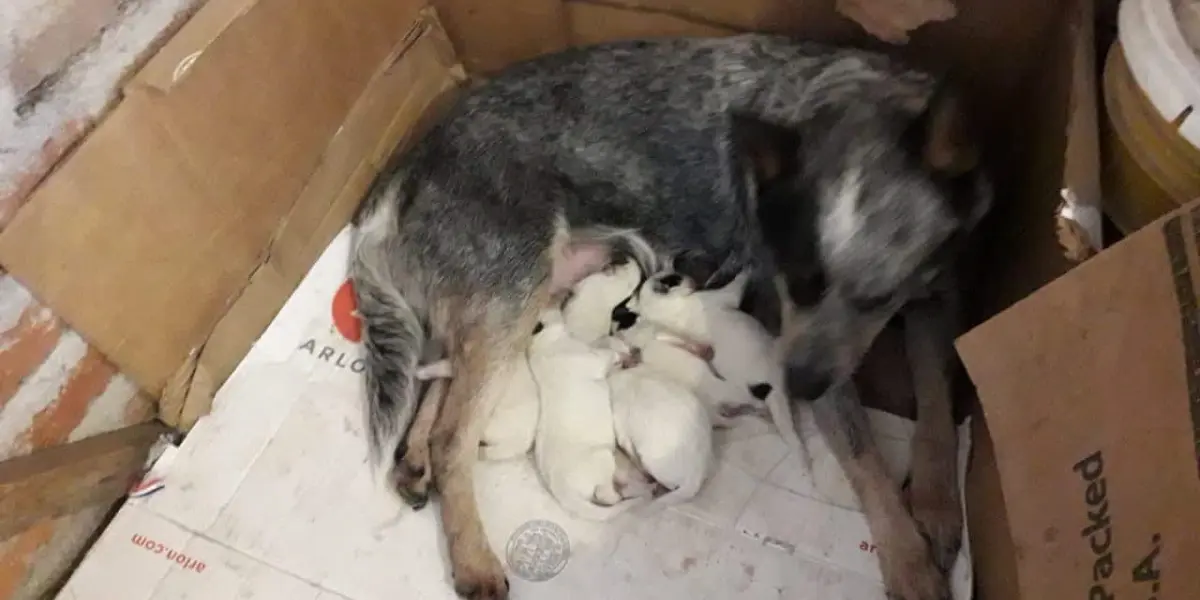 El cuidado de las mascotas es escencial para que tengan un buen desarrollo. Foto: Elsa Pérez