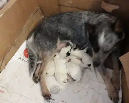 Guía esencial para el cuidado de tu cachorro: ¡Todo lo que necesitas saber!