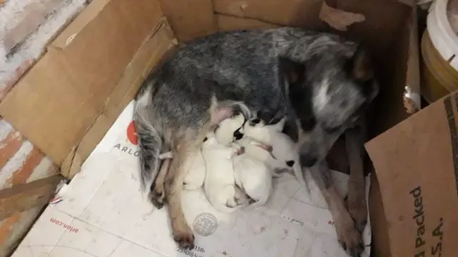 El cuidado de las mascotas es escencial para que tengan un buen desarrollo. Foto: Elsa Pérez