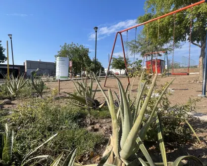 En Alturas del Sur, en Culiacán hay un jardicito lleno de vida y belleza