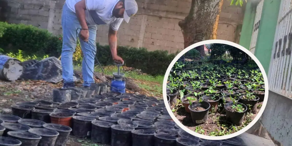 Ingeniero de Oaxaca conmueve por vender árboles para ayudar a niños con útiles escolares. Foto: Cortesía