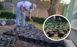 Ingeniero de Oaxaca vende árboles para ayudar a niños con útiles escolares