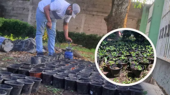Ingeniero de Oaxaca conmueve por vender árboles para ayudar a niños con útiles escolares. Foto: Cortesía