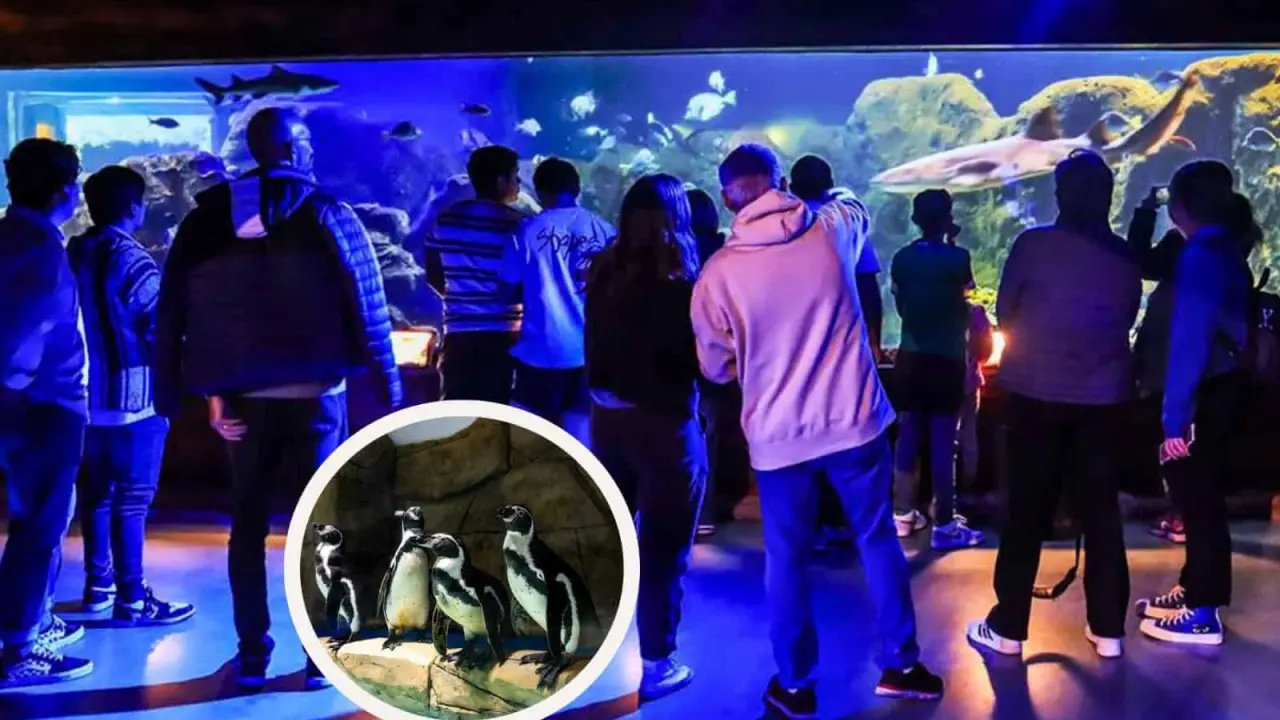 Ya abrió el Acuario Seanland en Monterrey. Foto: Qué Plan Monterrey