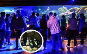 Acuario Seanland en Monterrey; precio de la entrada y horarios