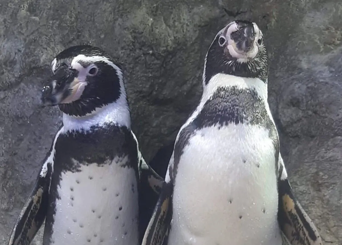 Se enamoran pingüinos del Gran Acuario Mar de Cortés.