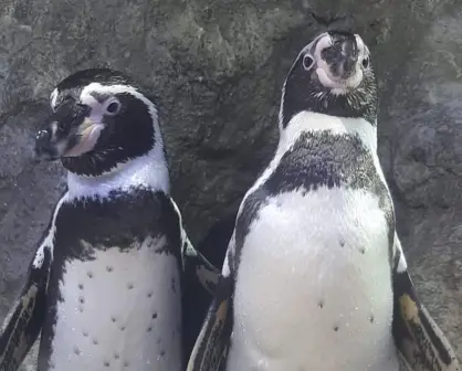 Floreció el amor entre los pingüinos de Humboldt del Gran Acuario Mar de Cortés