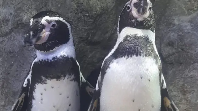 Se enamoran pingüinos del Gran Acuario Mar de Cortés.
