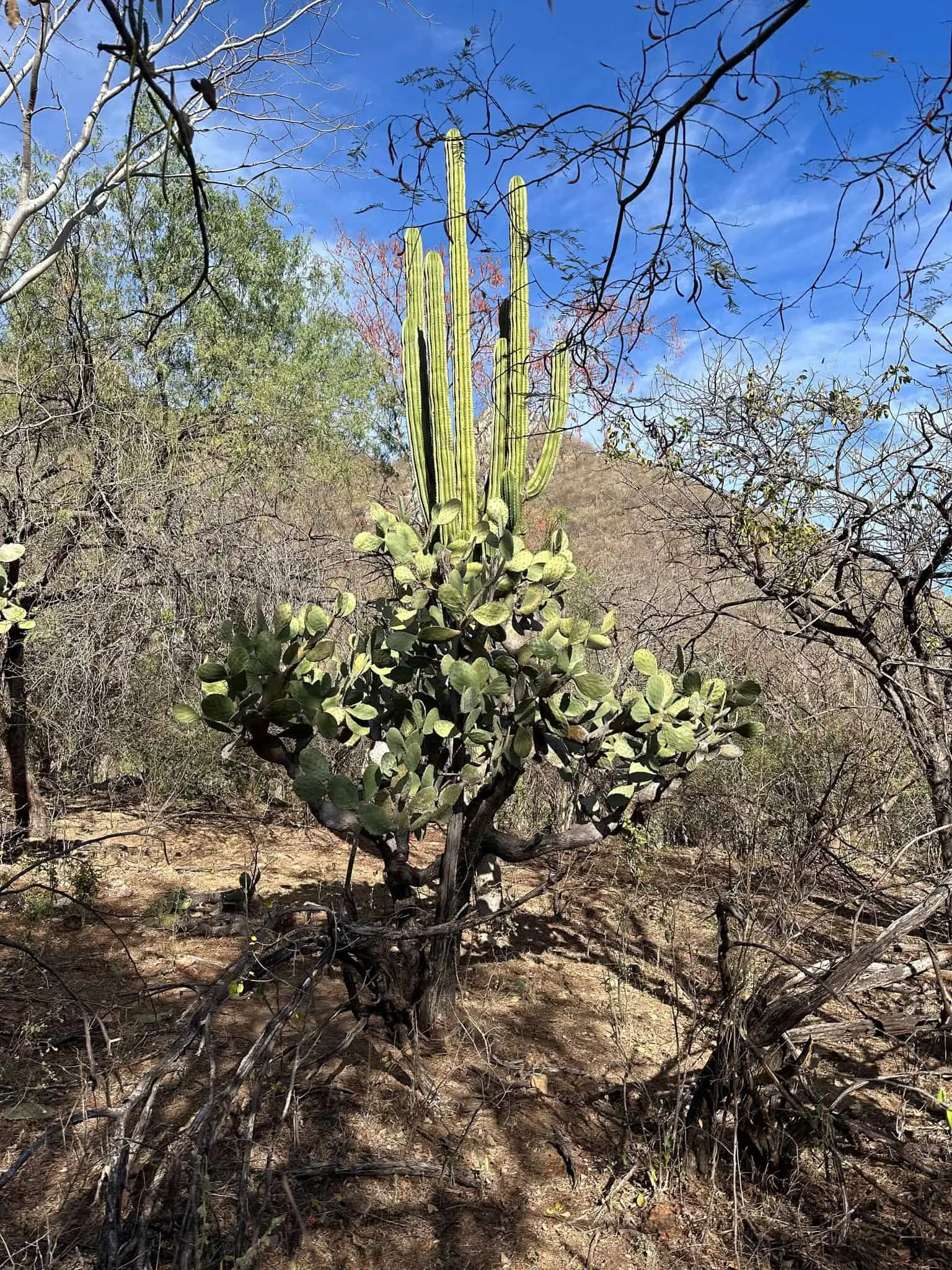 Área de Protección de Flora y Fauna Sierra de Álamos – río Cuchujaqui, Sonora; México.