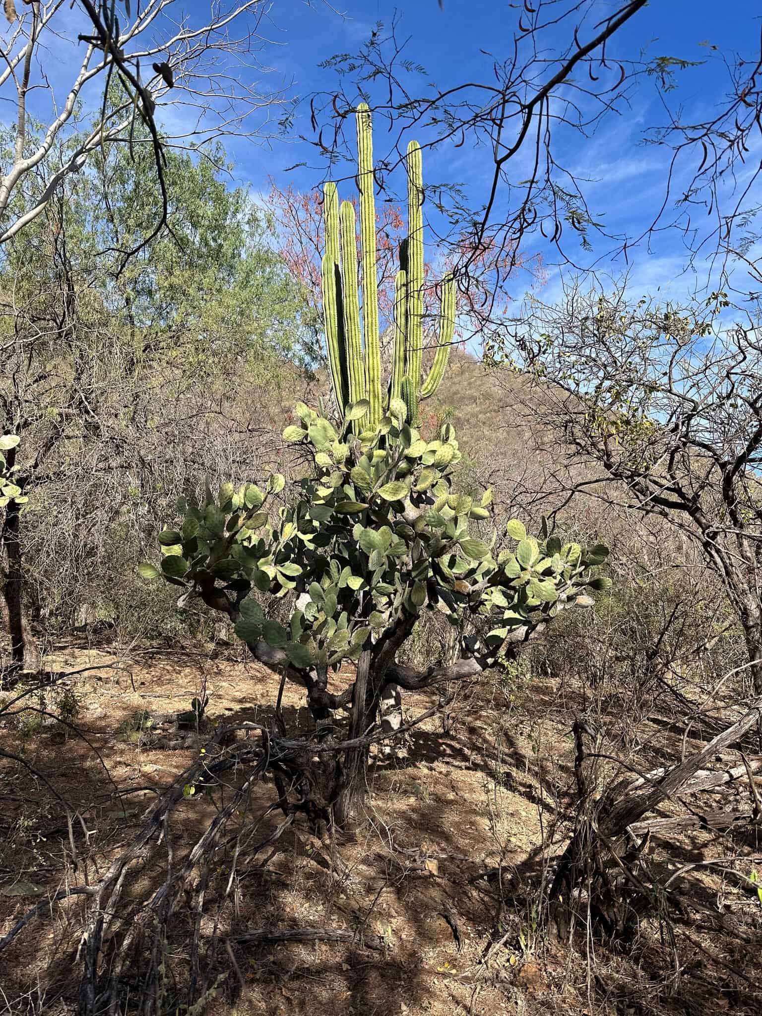 Selva Seca Álamos, Sonora