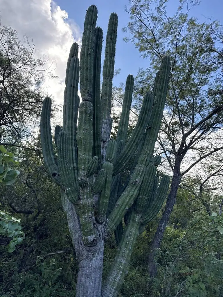 Diversidad de especies vegetales en selvas secas