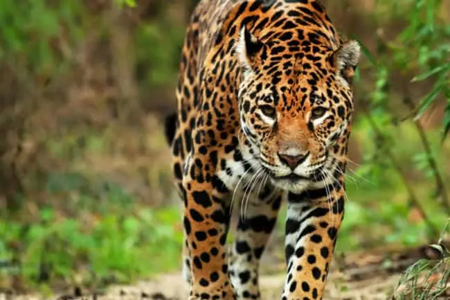 Jaguar en selvas secas